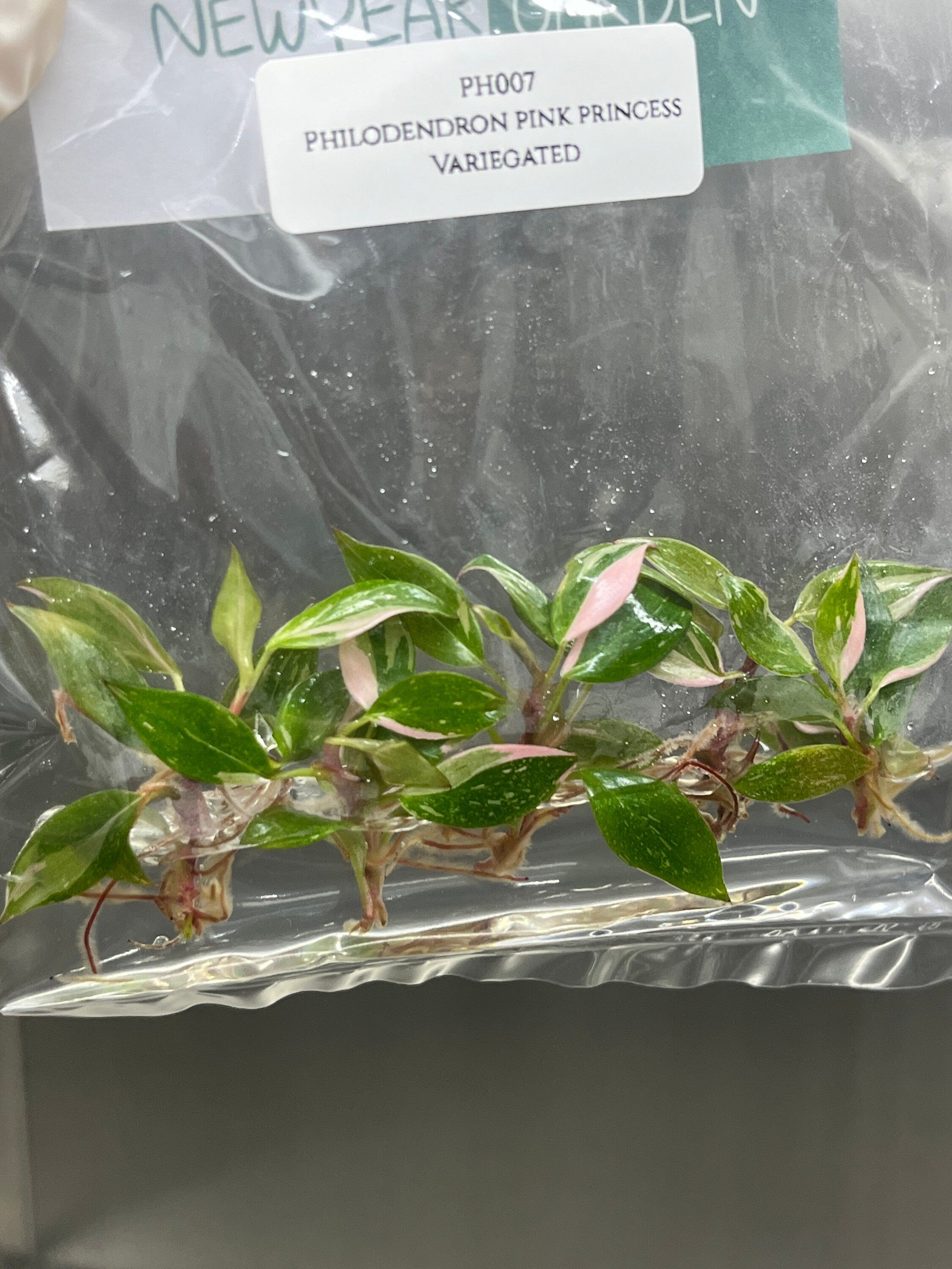 Philodendron pink princess Variegated (5 plantlets/bag) Tissue culture