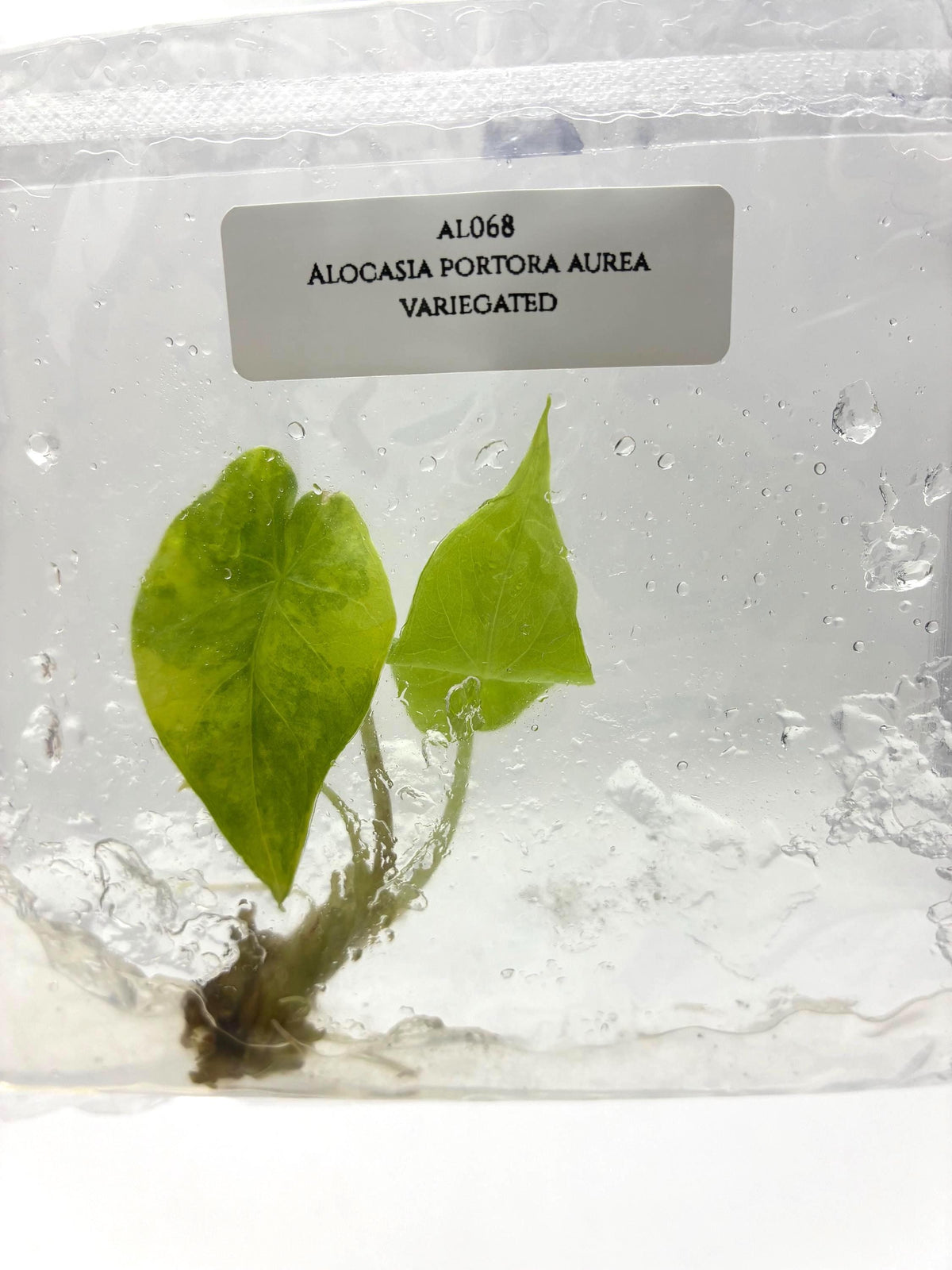 Alocasia Portora Aurea Variegated (1 plantlet/bag) Tissue culture