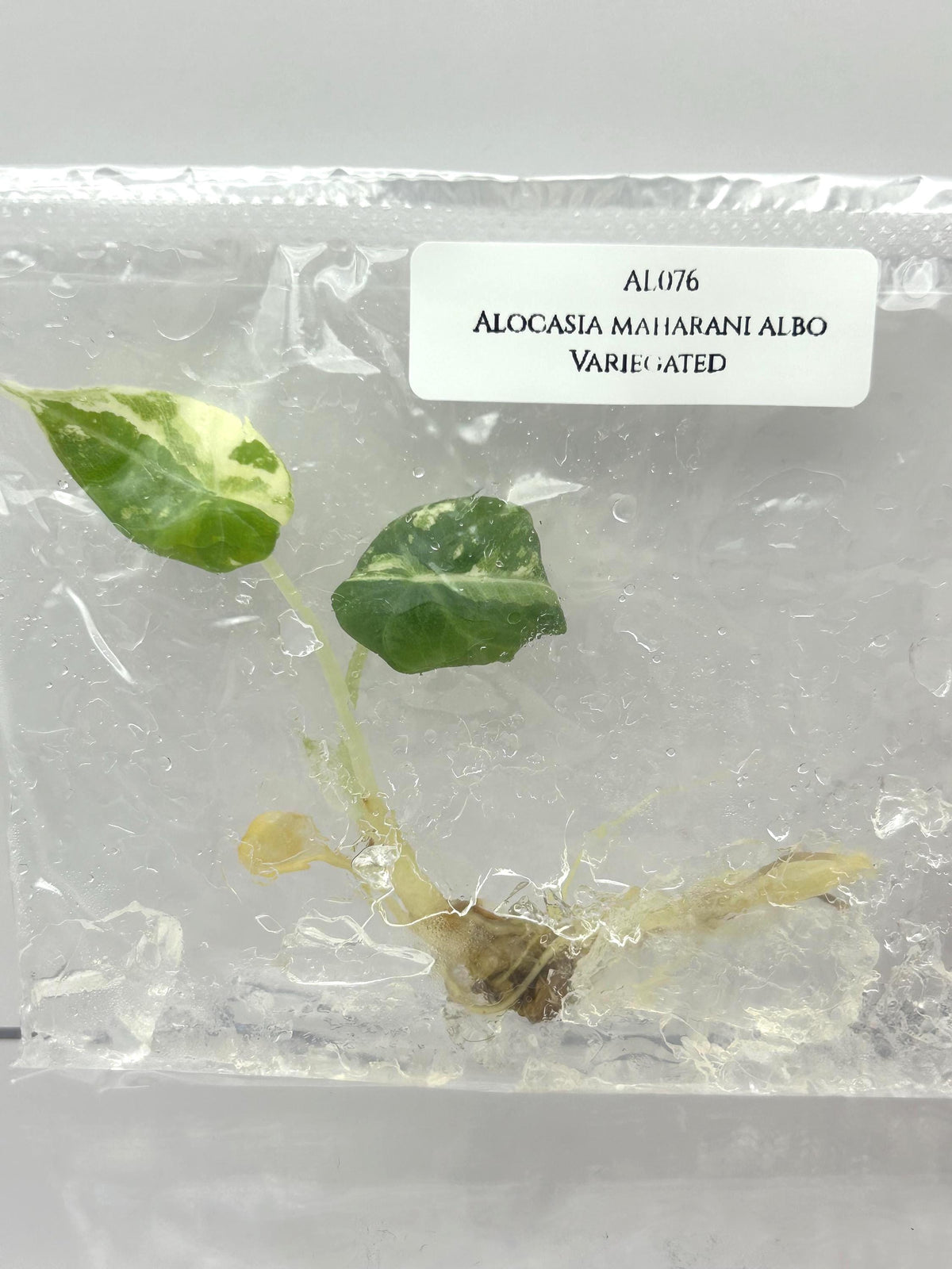 Alocasia maharani albo Variegated (1 plant/bag) Tissue culture