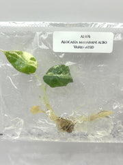 Alocasia maharani albo Variegated (1 plant/bag) Tissue culture