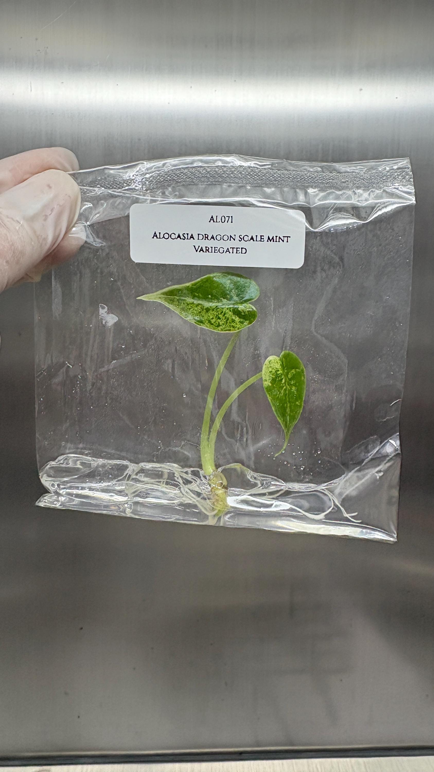 Alocasia dragon scale mint Variegated (1 plantlet/bag) Tissue culture