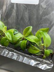 Philodendron black cadinal (5 plantlets/bag) Tissue culture
