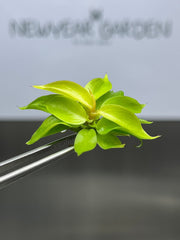 Philodendron cherry red (5 plantlets/bag) Tissue culture