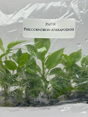 Philodendron atabapoense (5 plantlets/bag) Tissue culture