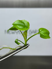Philodendron goeldii "mint" (1 plantlet/bag) Tissue culture