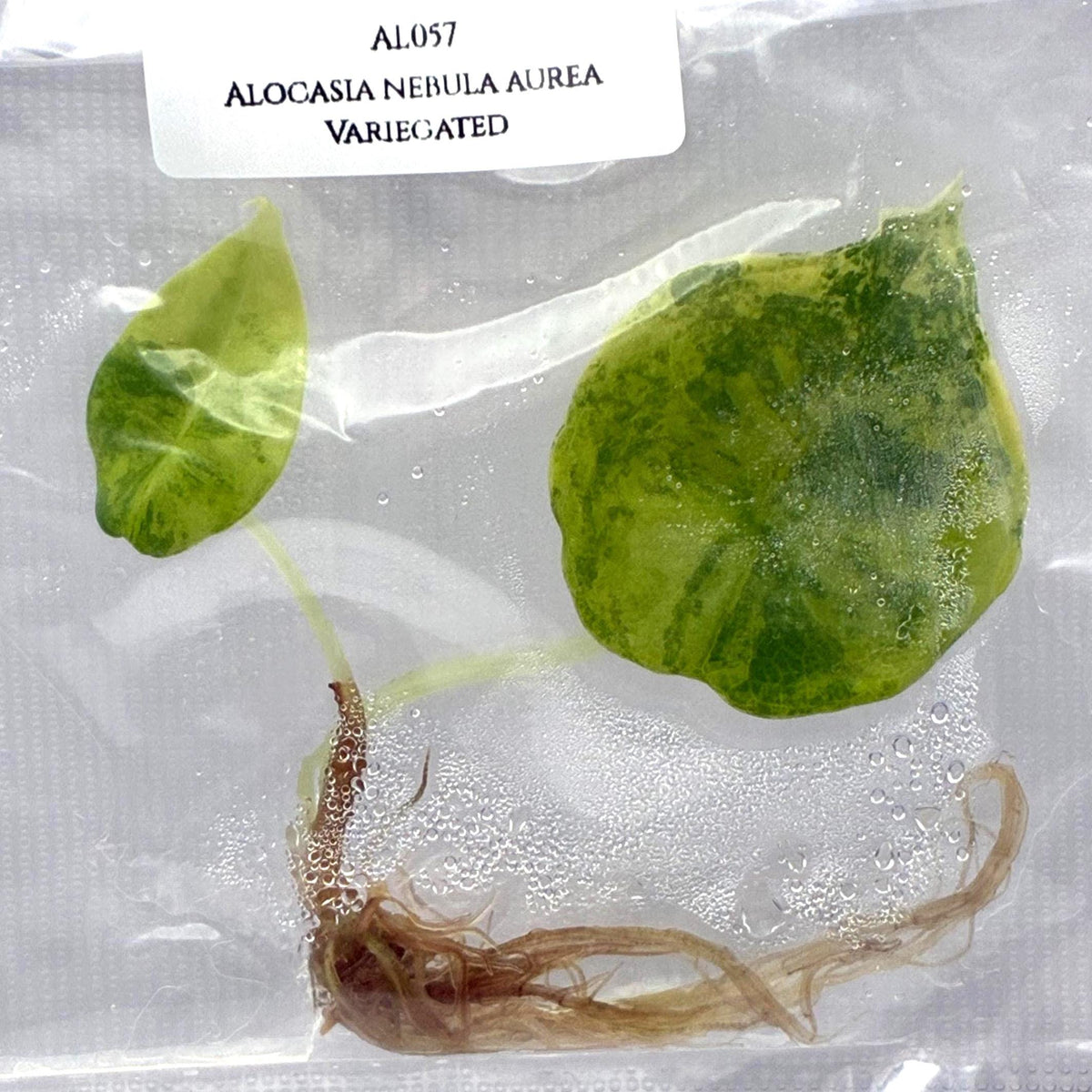 Alocasia Nebula Aurea Variegated (1 plantlet/bag) Tissue culture