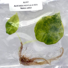 Alocasia Nebula Aurea Variegated (1 plantlet/bag) Tissue culture
