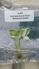 Alocasia Black Velvet Variegated (Ninja) (1 plantlet/bag) Tissue culture