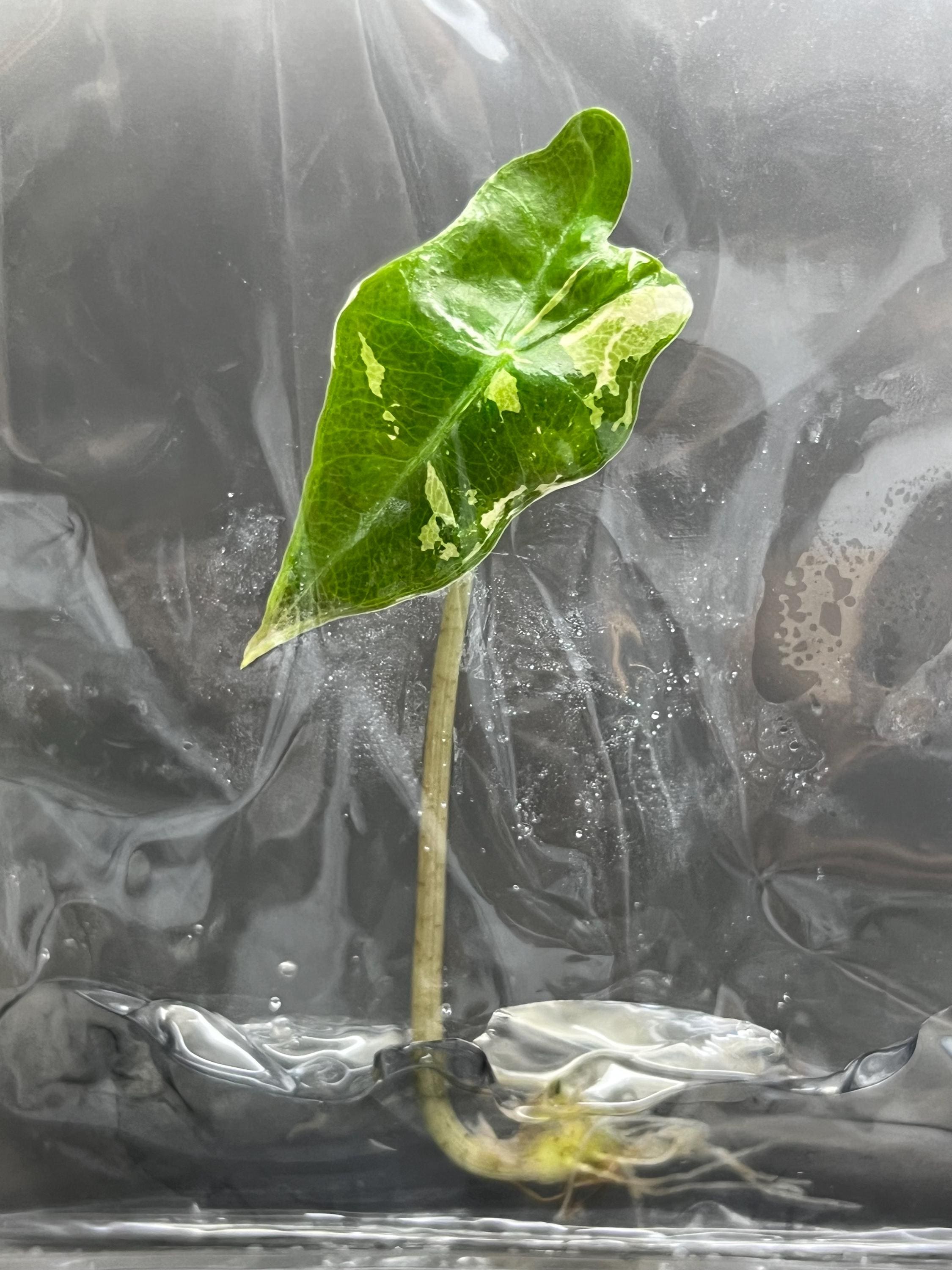 Alocasia nobilis variegated (1 plantlet/bag) Tissue culture