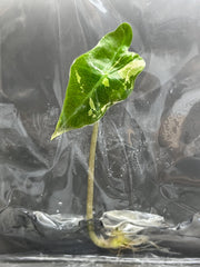 Alocasia nobilis variegated (1 plantlet/bag) Tissue culture