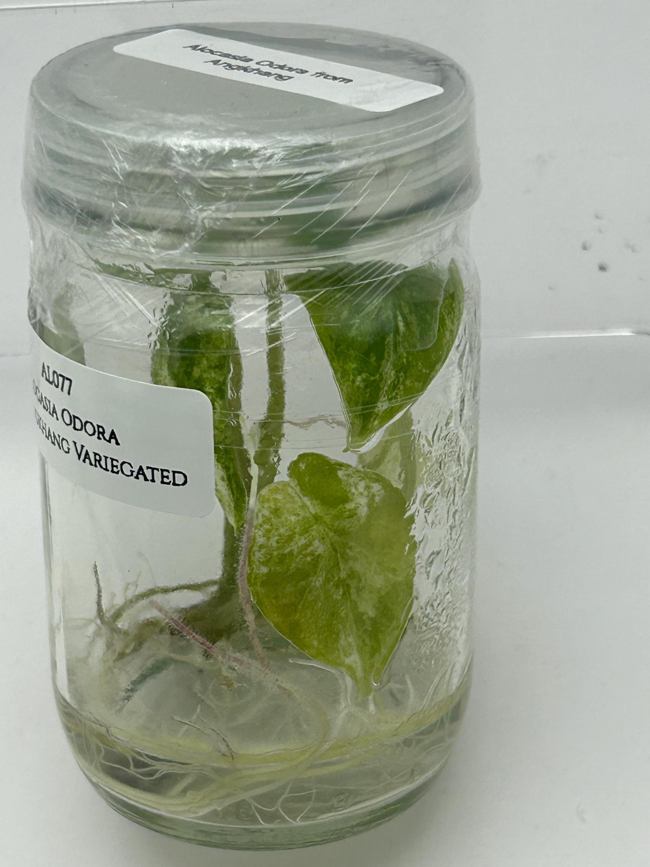 Alocasia Odora from Angkhang Variegated (1 plant/bag) Tissue culture