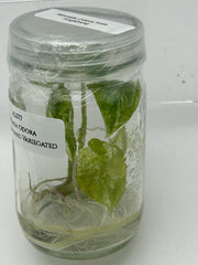Alocasia Odora from Angkhang Variegated (1 plant/bag) Tissue culture