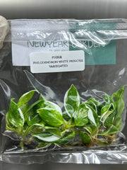 Philodendron white princess Variegated (5 plantlets/bag) Tissue culture