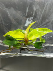 Philodendron orange marmalade (1 plantlet/bag) Tissue culture