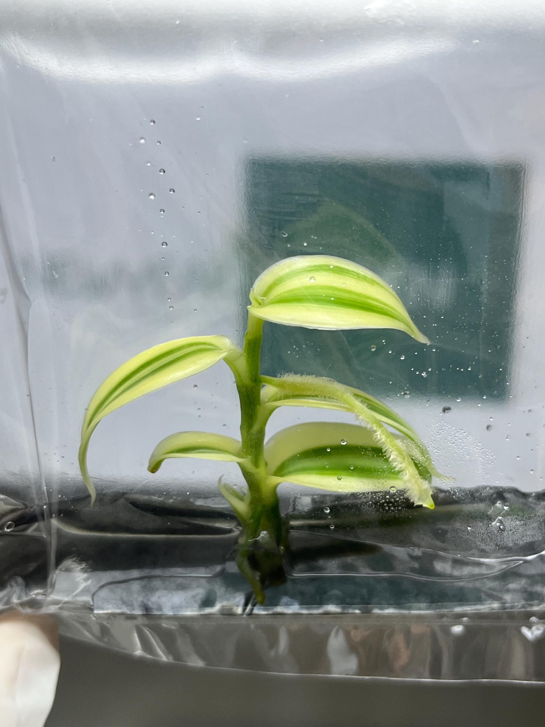 Vanilla Hybrid Variegated (1 plant/bag) Tissue culture