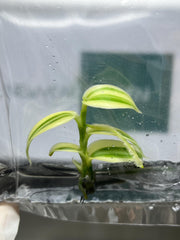 Vanilla Hybrid Variegated (1 plant/bag) Tissue culture