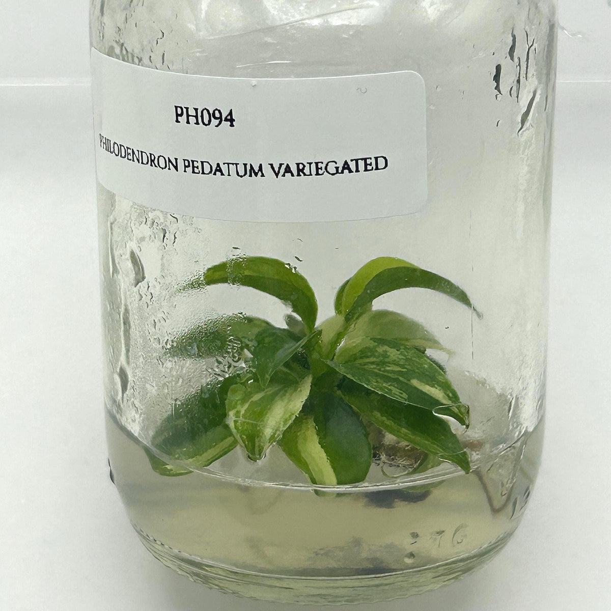 Philodendron Pedatum Variegated (1 plant/bag) Tissue Culture