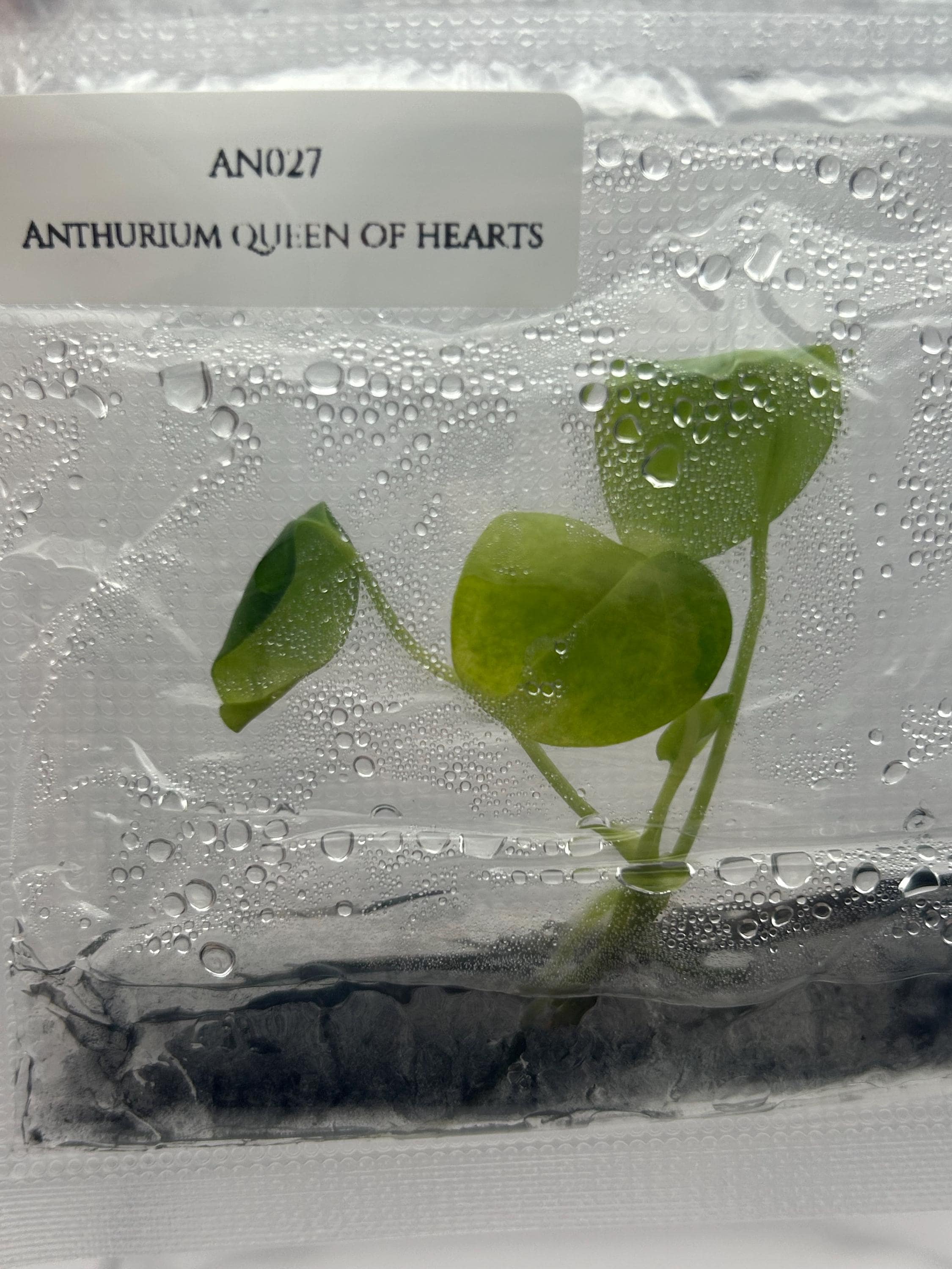 Anthurium queen of hearts (1 plant/bag) Tissue culture