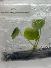 Anthurium queen of hearts (1 plant/bag) Tissue culture