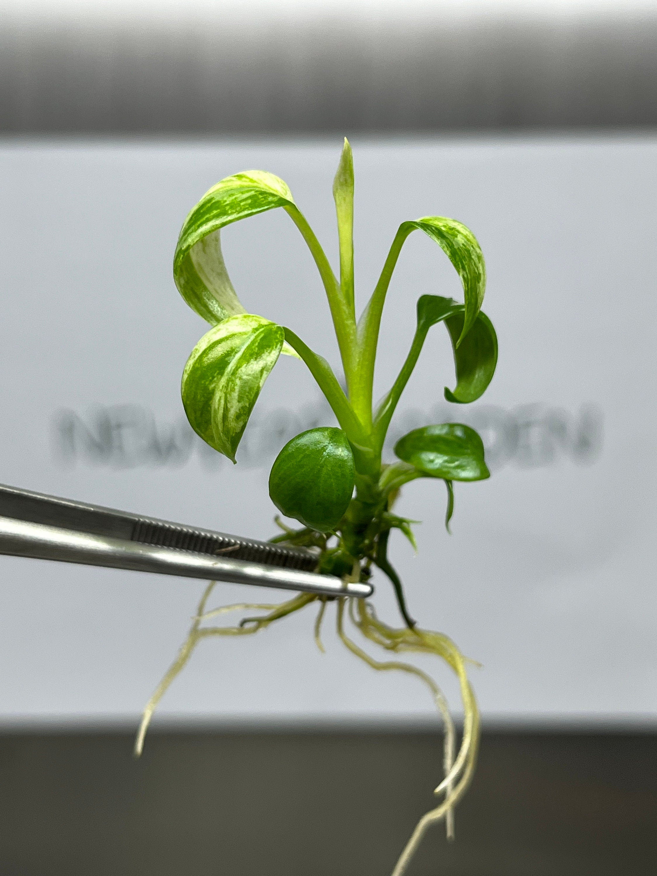 Epipremnum Giganteum Variegated (Marble) (1 plantlet/bag) Tissue culture