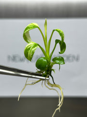 Epipremnum Giganteum Variegated (Marble) (1 plantlet/bag) Tissue culture