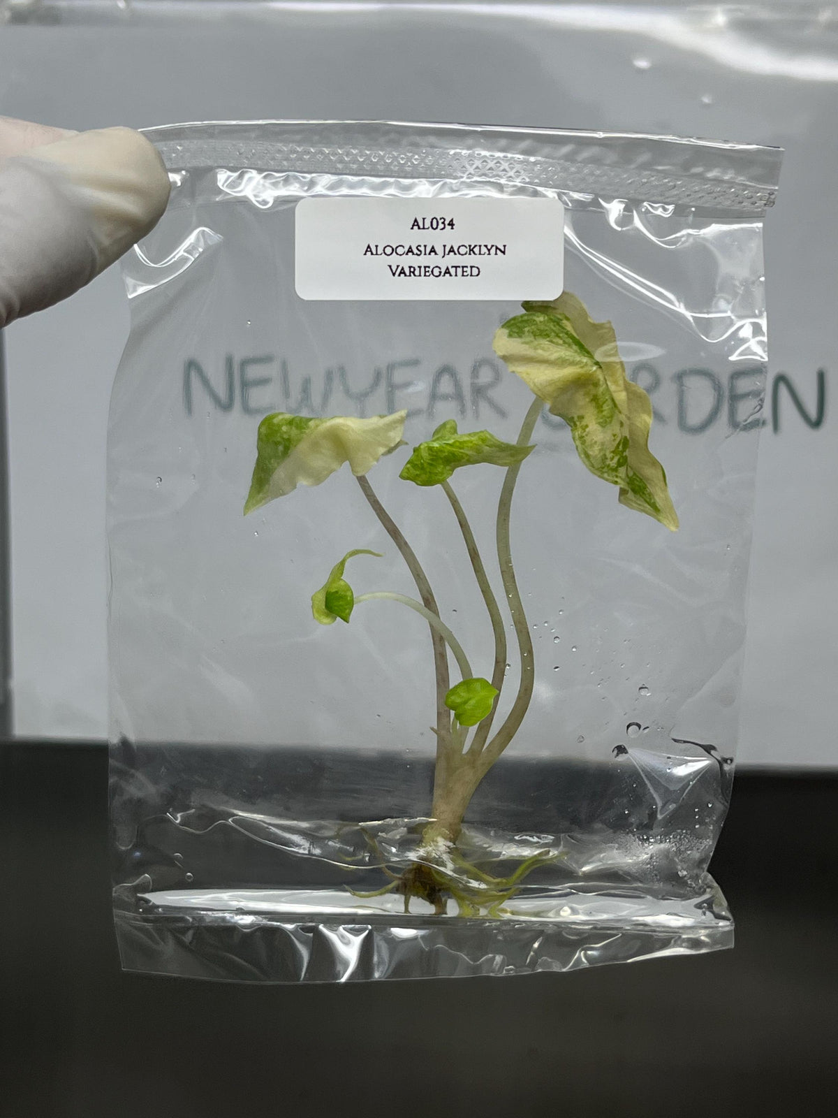Alocasia jacklyn Variegated (1 plantlet/bag) Tissue culture