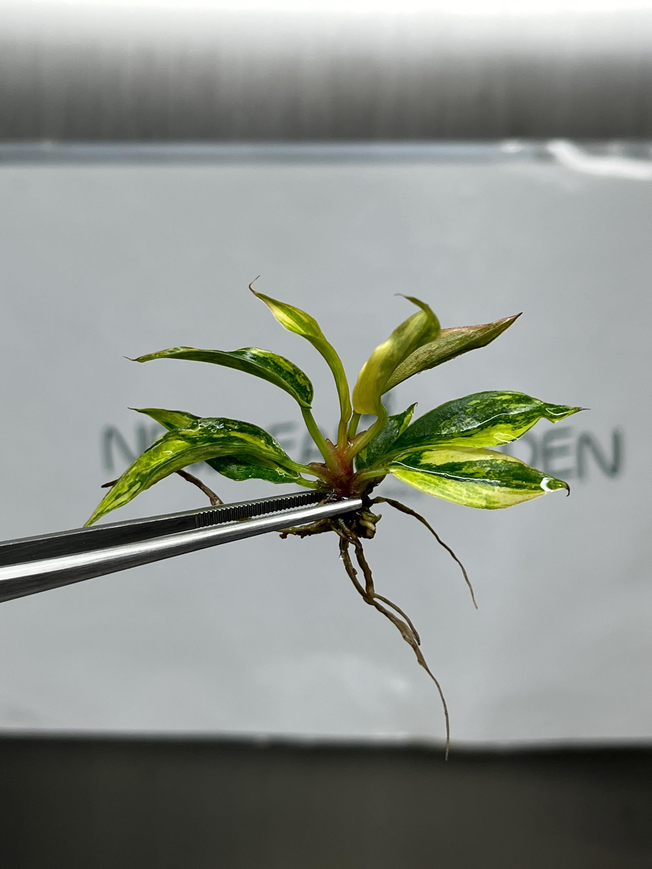 Philodendron Carmel Marble Variegated Fire tiger (1 plantlet/bag) Tissue culture