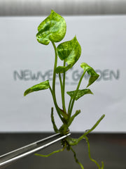 Anthurium Hookeri variegated (1 plantlet/bag) Tissue culture