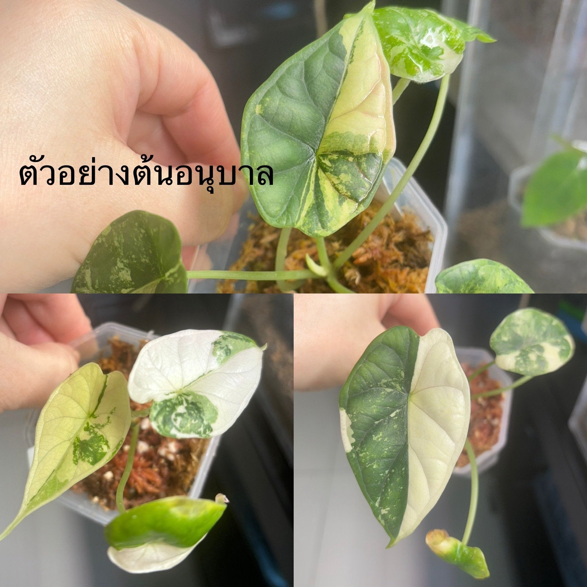 Alocasia dragon scale Variegated (1 plantlet/bag) Tissue culture