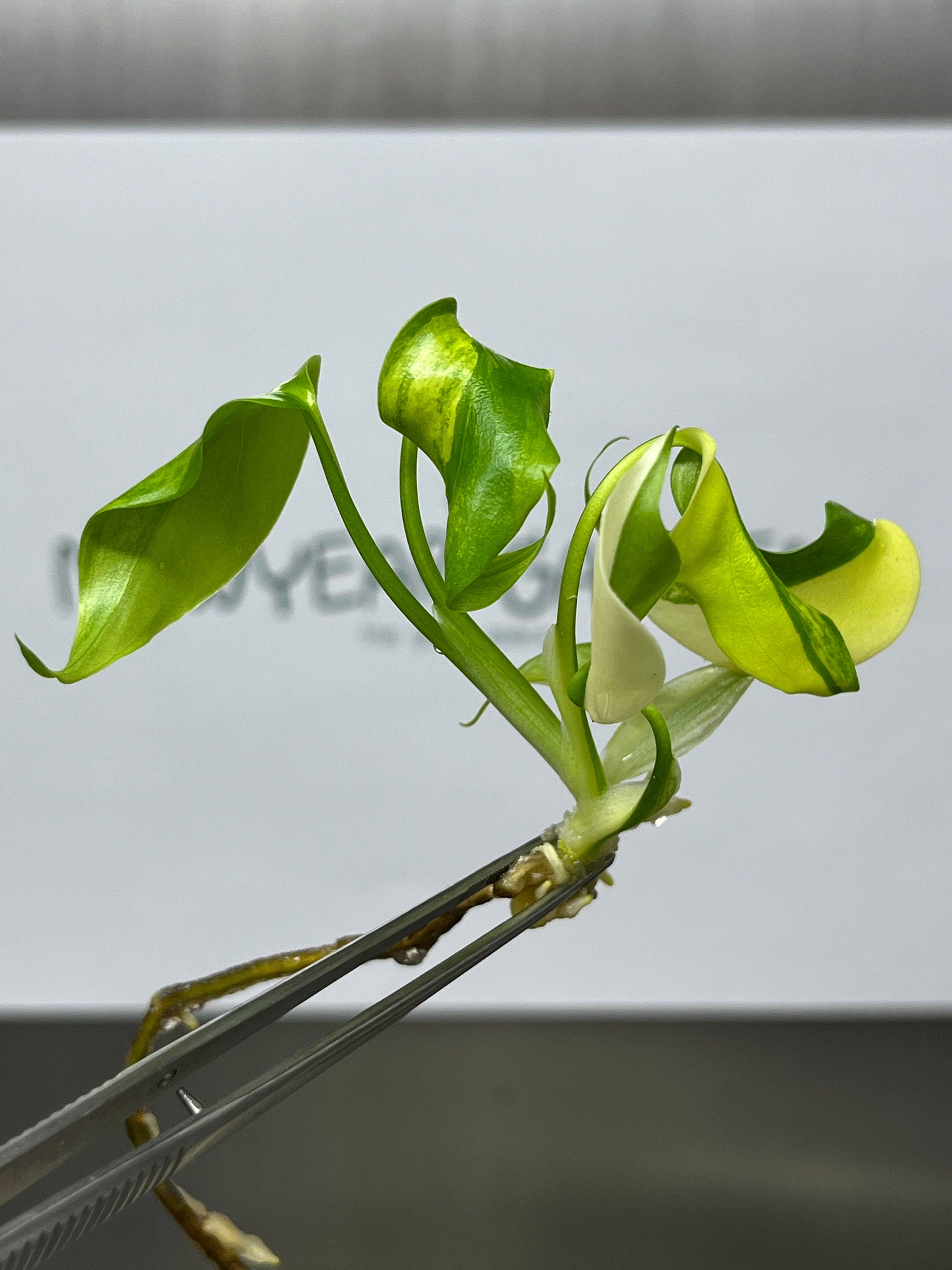 Monstera aurea variegated (1 plantlet/bag) Tissue culture