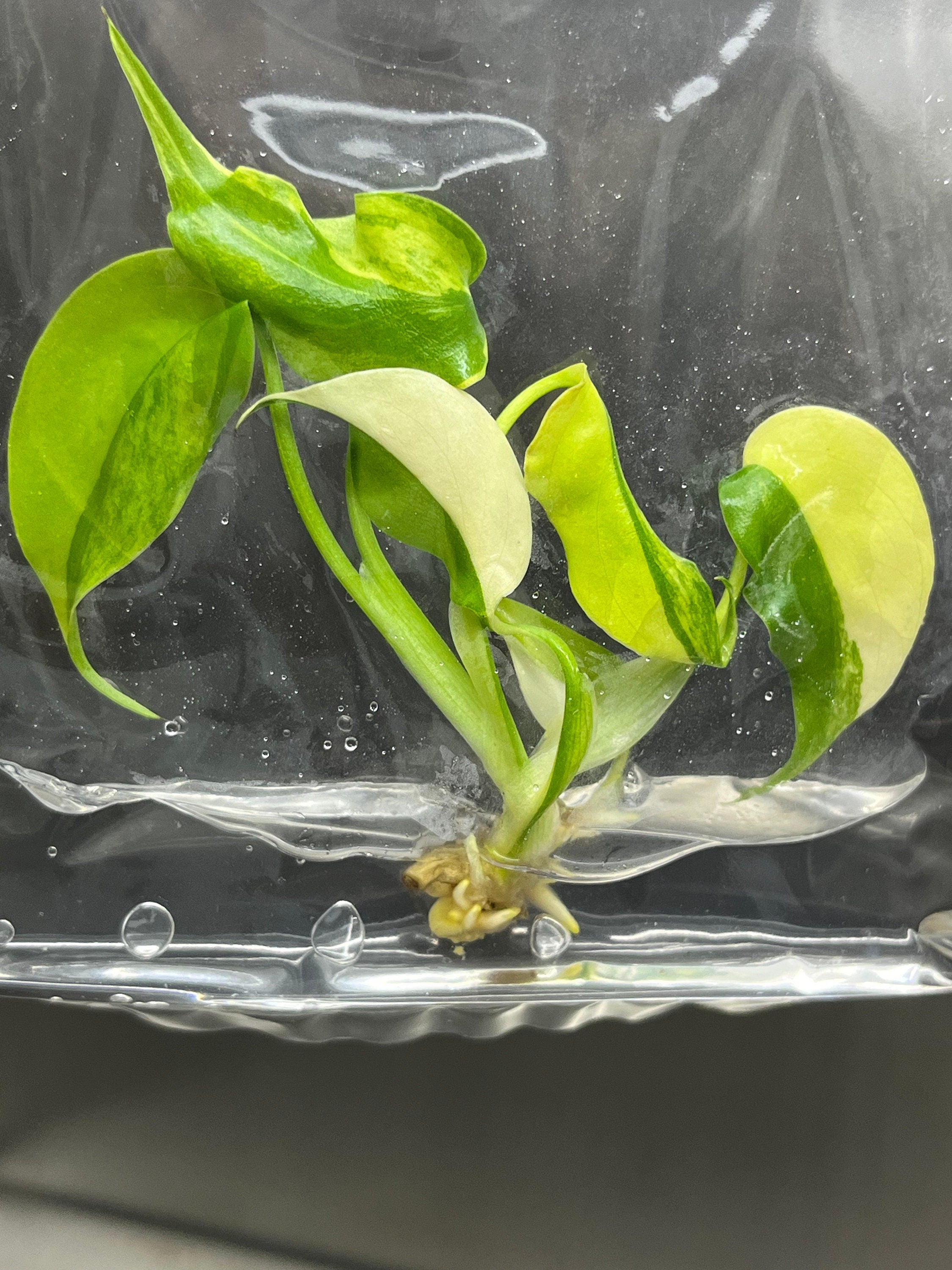 Monstera aurea variegated (1 plantlet/bag) Tissue culture