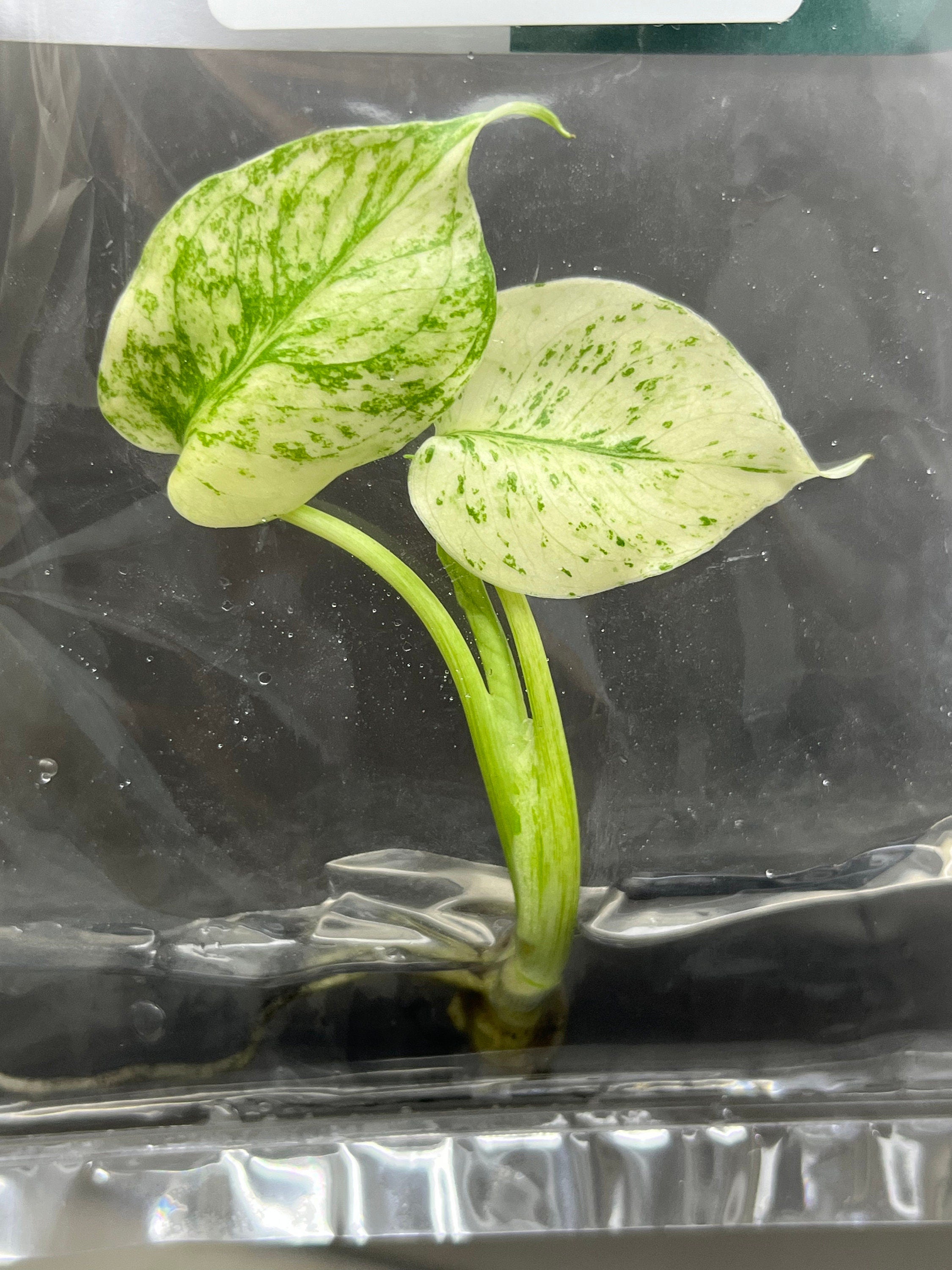 Monstera deliciosa mint variegated (1 plantlet/bag) Tissue culture