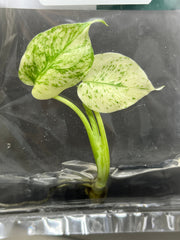 Monstera deliciosa mint variegated (1 plantlet/bag) Tissue culture