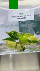 Philodendron billietiae Variegated (1 plantlet/bag) Tissue culture