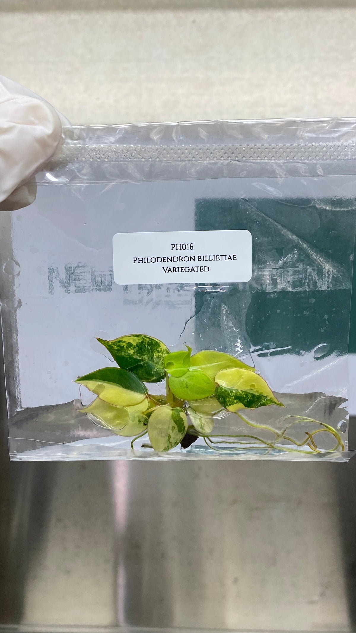 Philodendron billietiae Variegated (1 plantlet/bag) Tissue culture