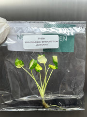 Philodendron bipinnatifidum Variegated (1 plantlet/bag) Tissue culture