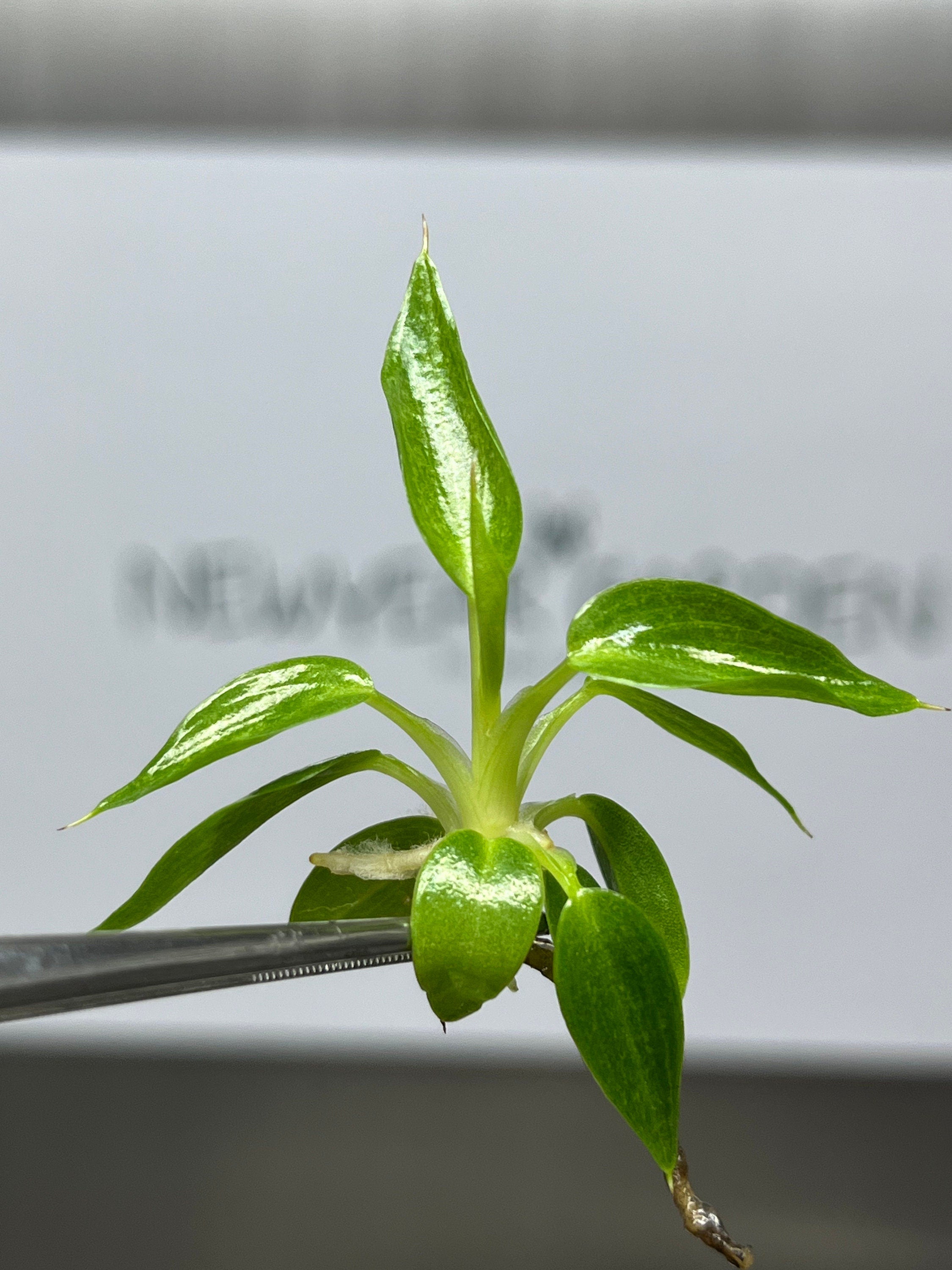 Philodendron spiritus sancti (1 plantlet/bag) Tissue culture