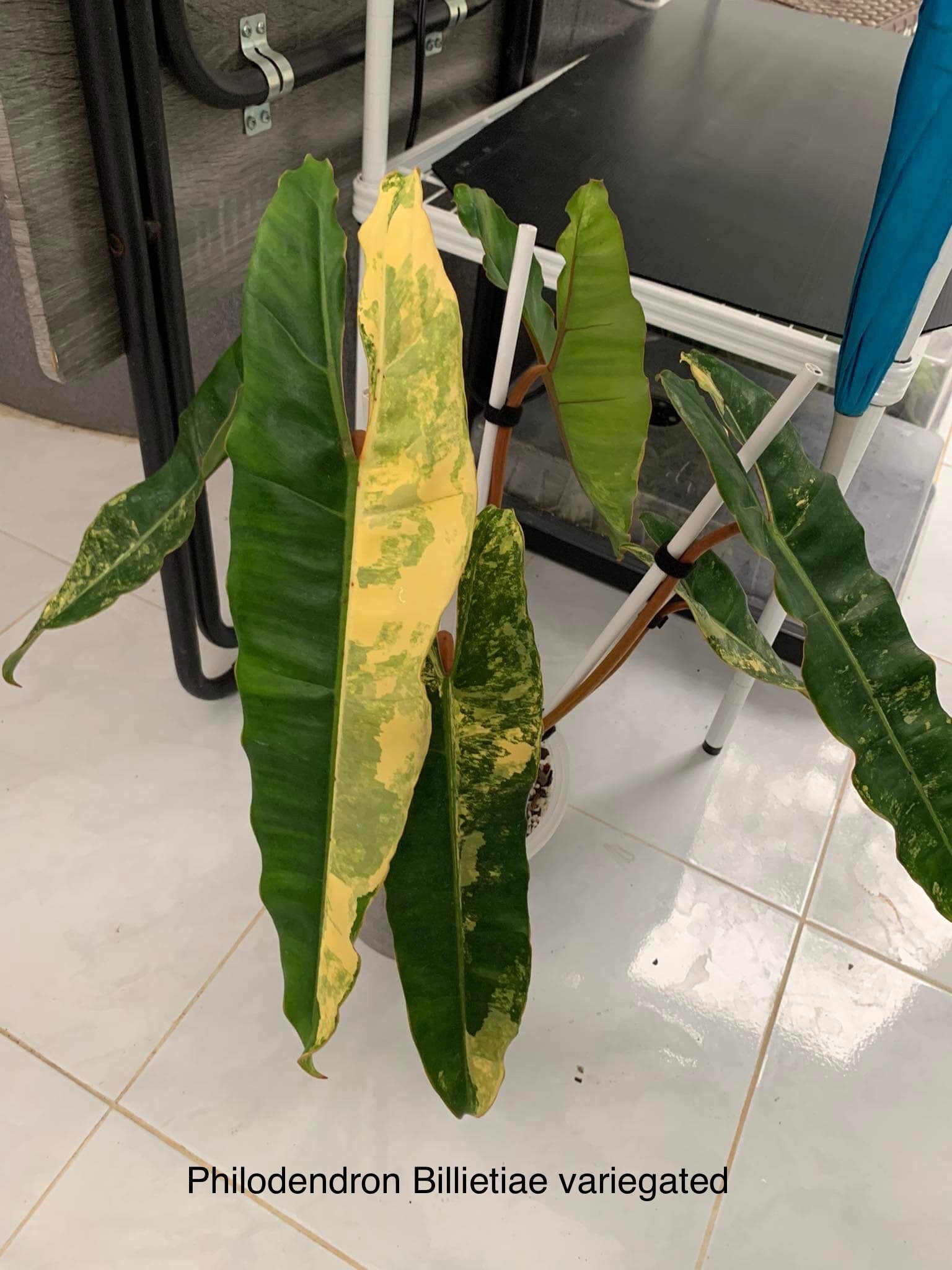 Philodendron billietiae Variegated (1 plantlet/bag) Tissue culture