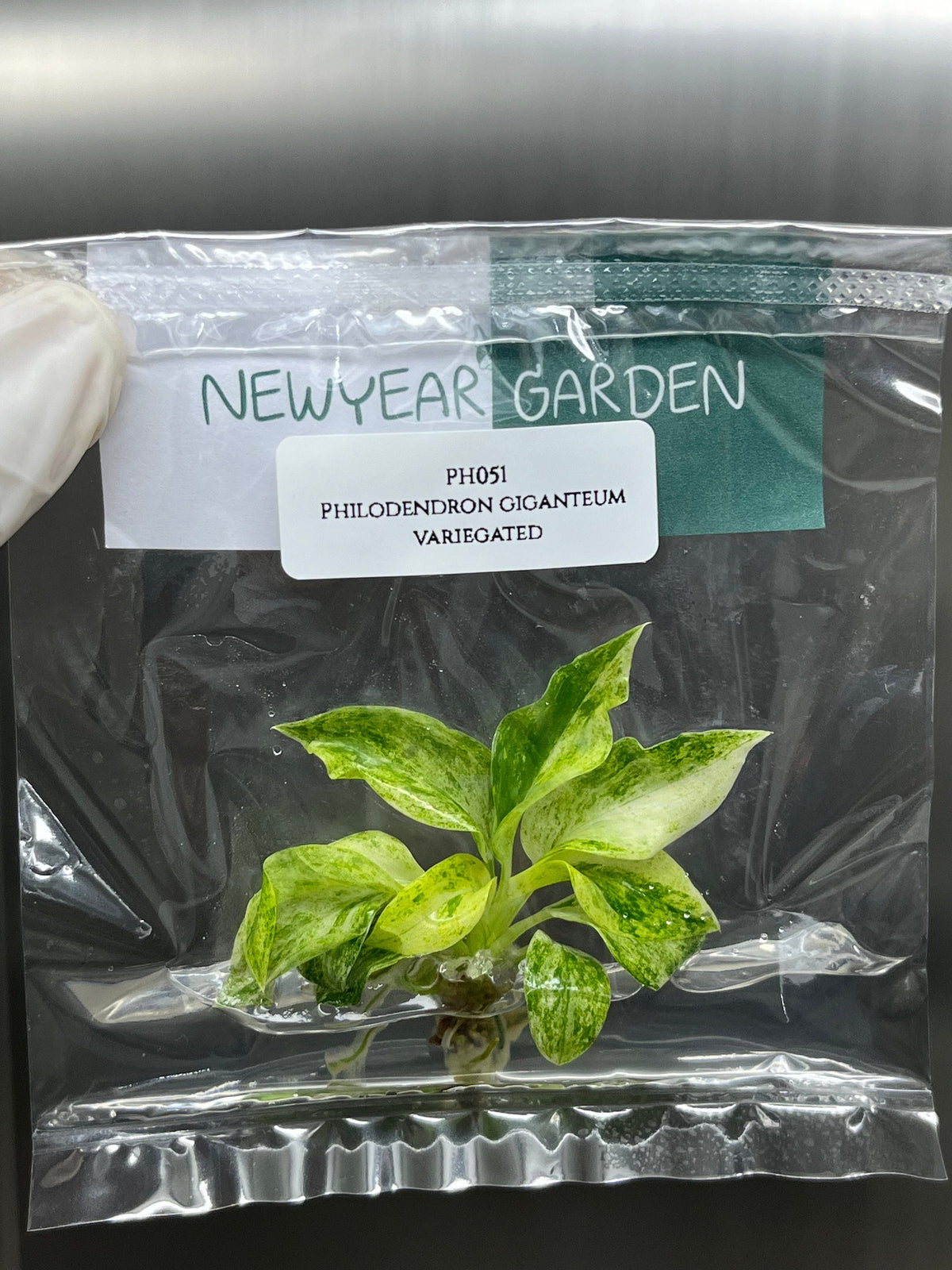 Philodendron giganteum variegated (1 plantlet/bag) Tissue culture