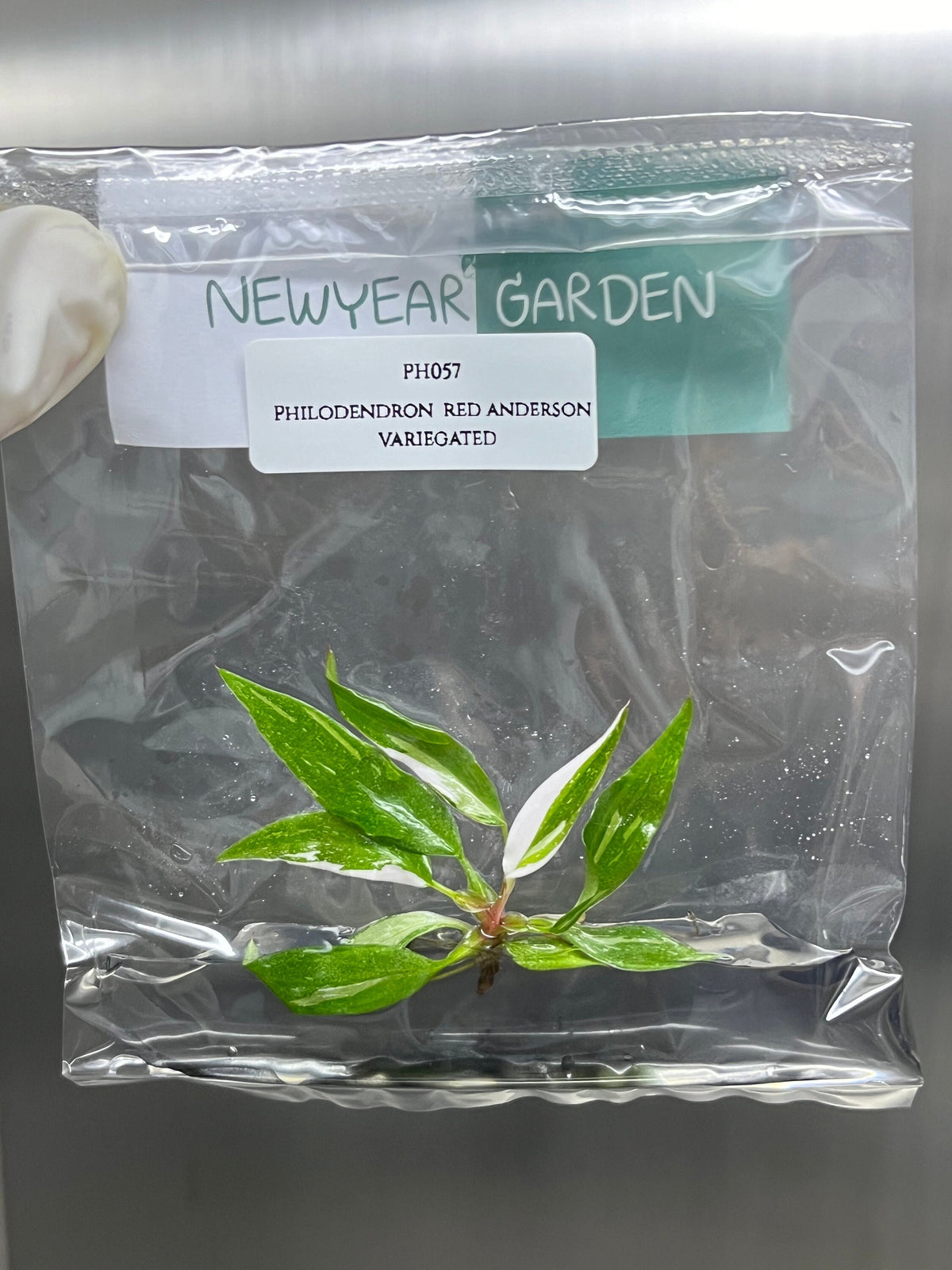 Philodendron red anderson variegated (1 plantlet/bag) Tissue culture