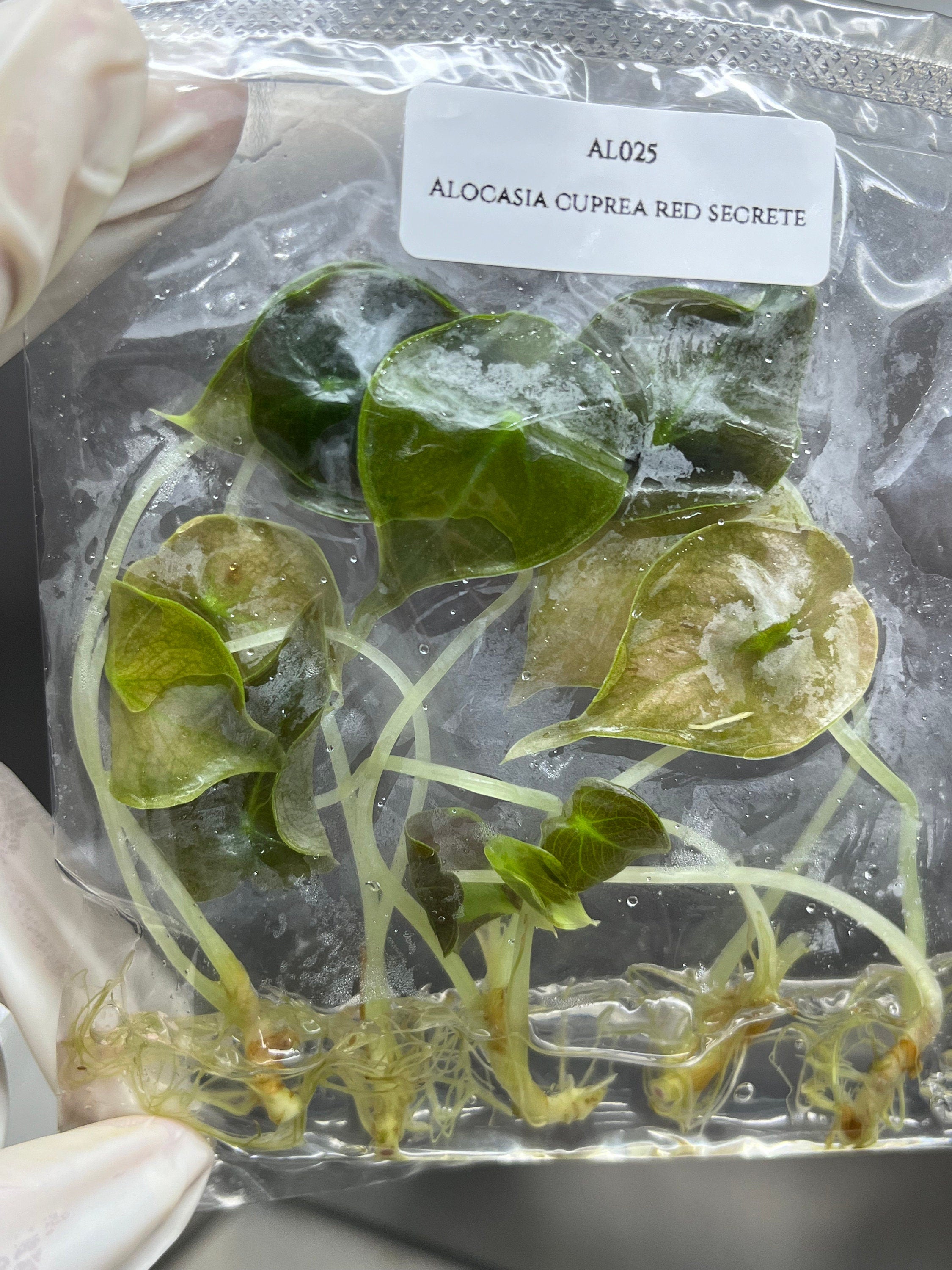 Alocasia cuprea red secret (5 plantlets/bag) Tissue culture