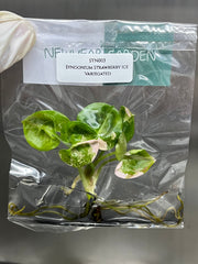 Syngonium strawberry ice Variegated (1 plantlet/bag) Tissue culture