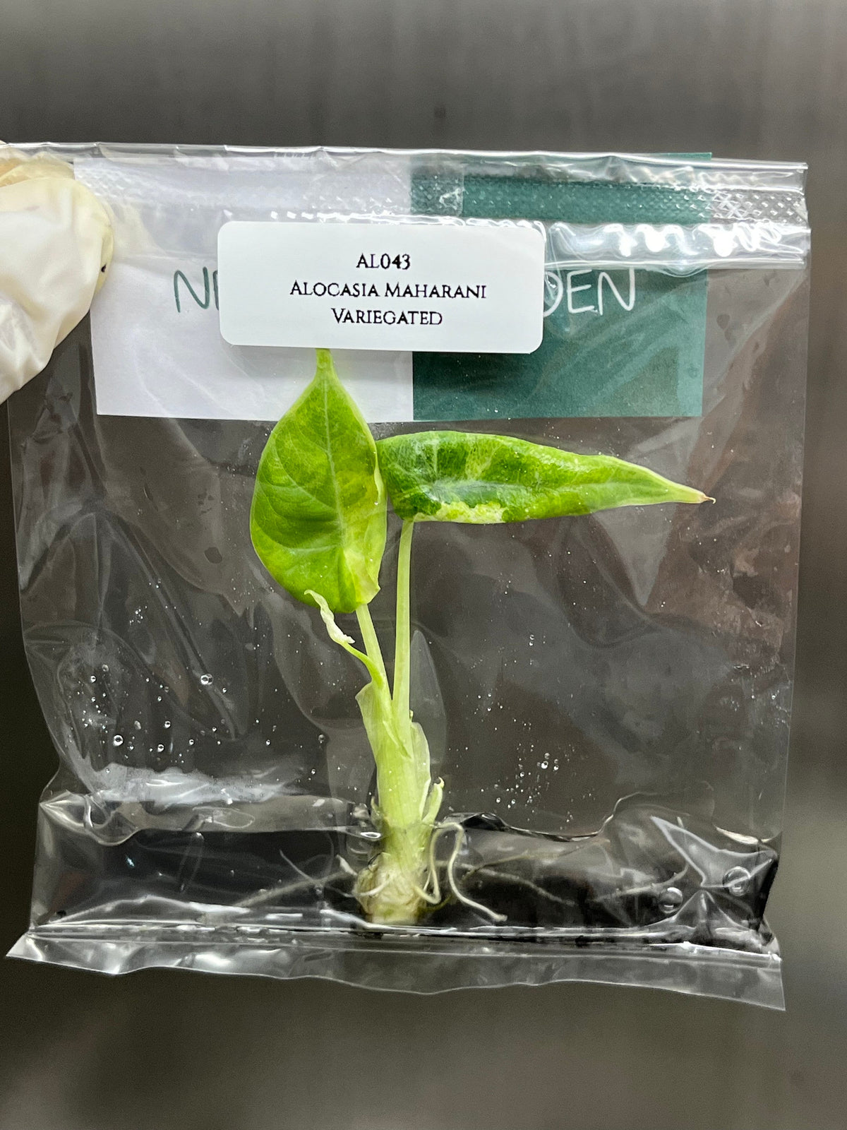 Alocasia Maharani Variegated (1 plantlet/bag) Tissue culture