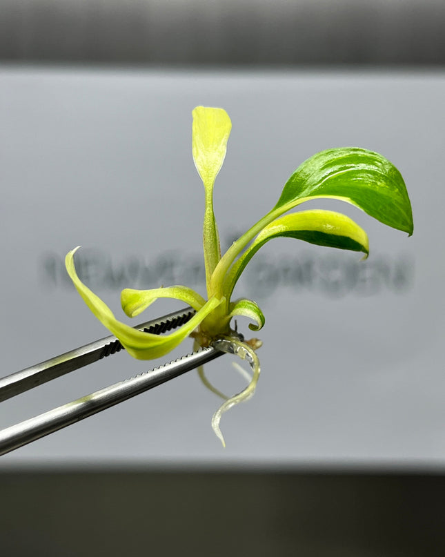 Homalomena Rubescens Variegated (Yellow) Tissue Culture (1 plant/bag)