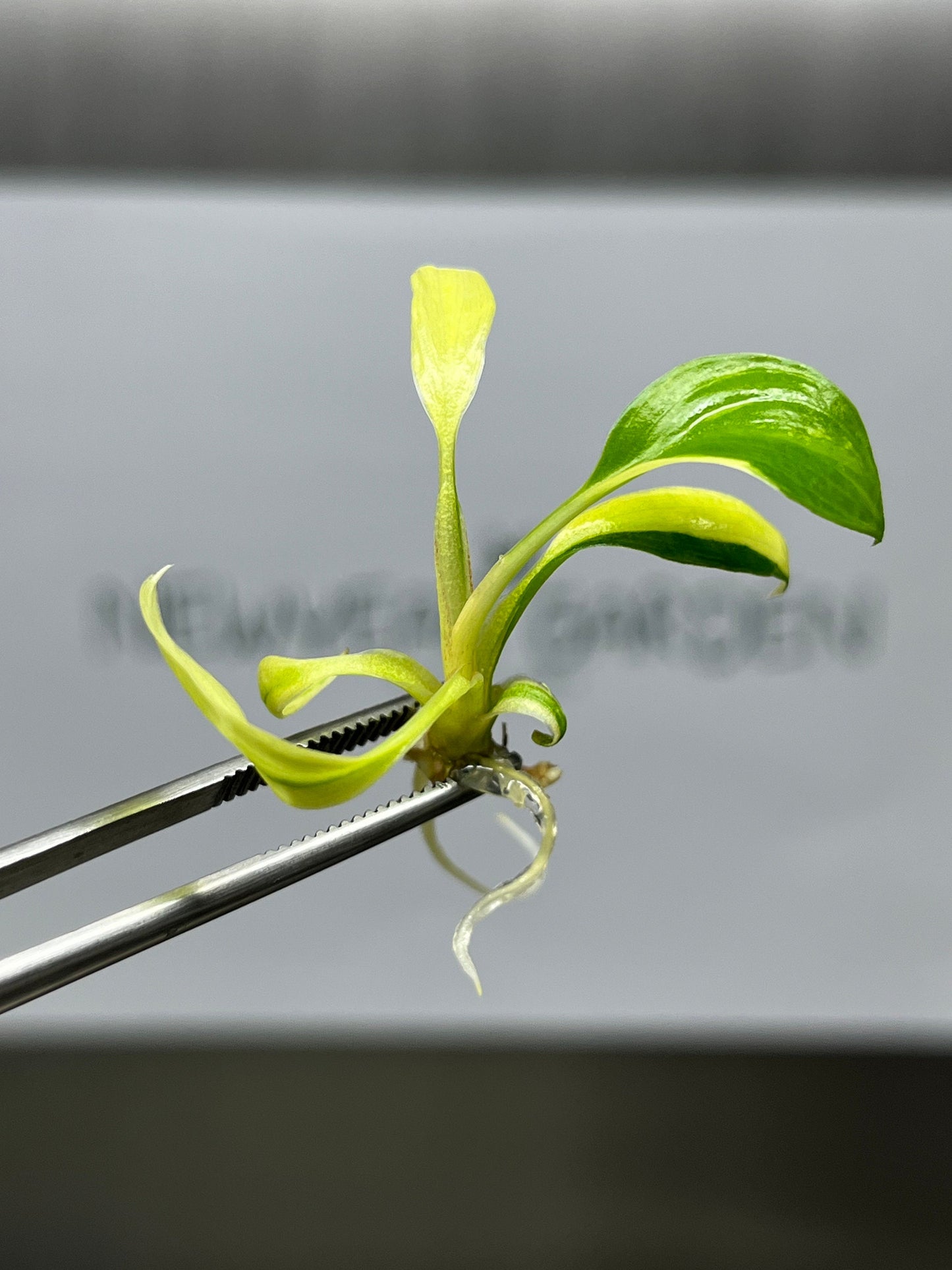 Homalomena Rubescens Variegated (Yellow) Tissue Culture (1 plant/bag)