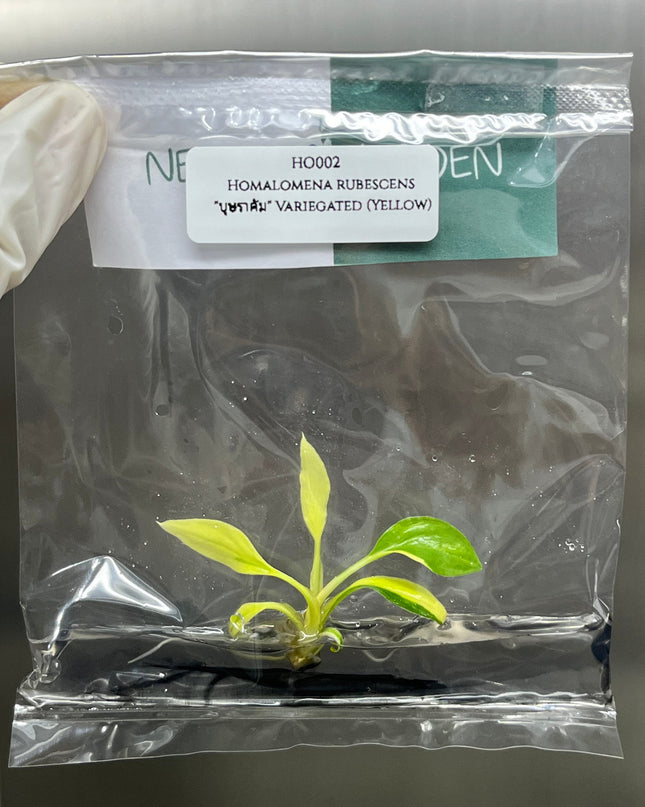 Homalomena Rubescens Variegated (Yellow) Tissue Culture (1 plant/bag)