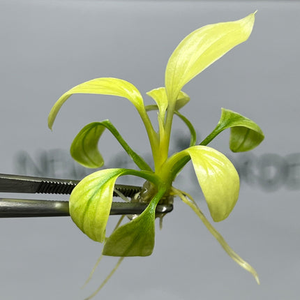 Homalomena Rubescens Mint Tissue Culture (1 item/bag)