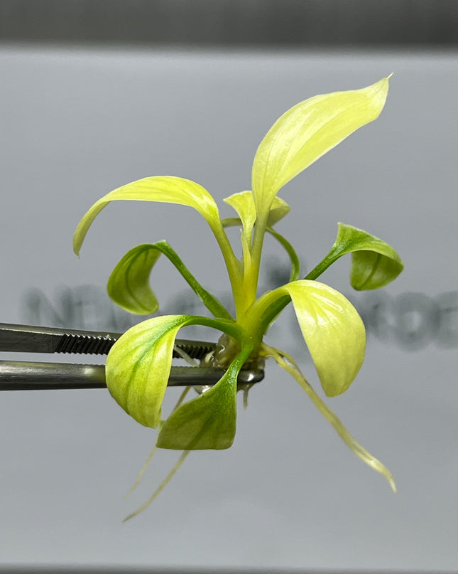 Homalomena Rubescens Mint Tissue Culture (1 item/bag)