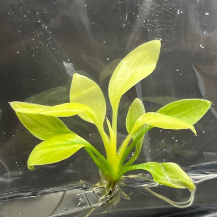 Homalomena Rubescens Mint Tissue Culture (1 item/bag)