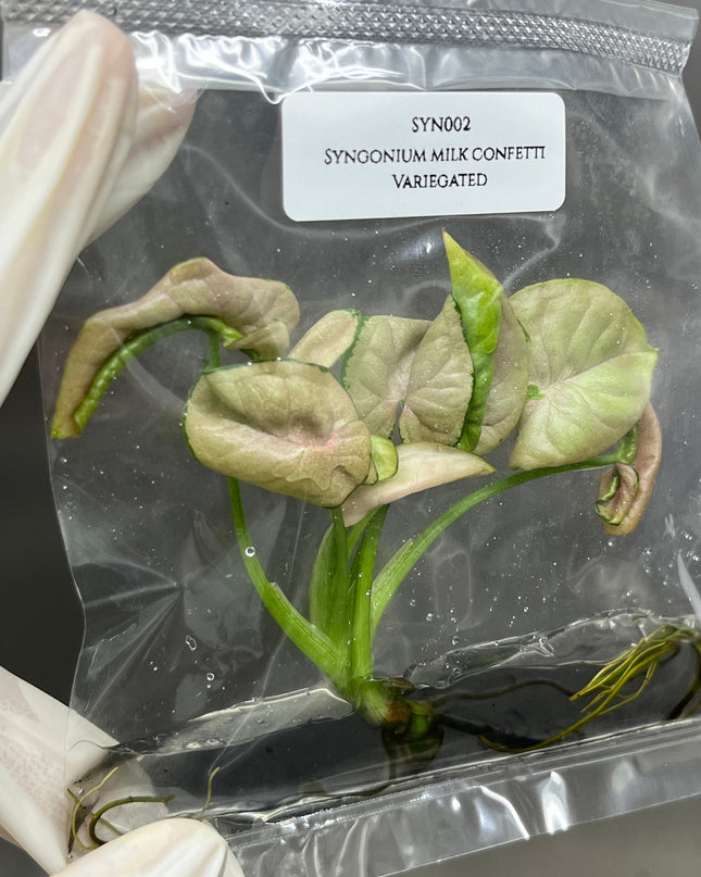 Syngonium Milk Confetti Variegated Tissue Culture (1 item/bag)